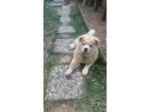 Beyaz dişi çin aslanı