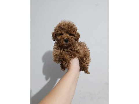 Toy poodle yavru köpekler