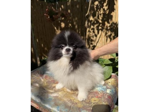 Pomeranian boo bicolor dişi ve erkek
