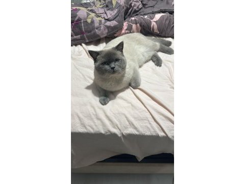 Blue point british shorthair