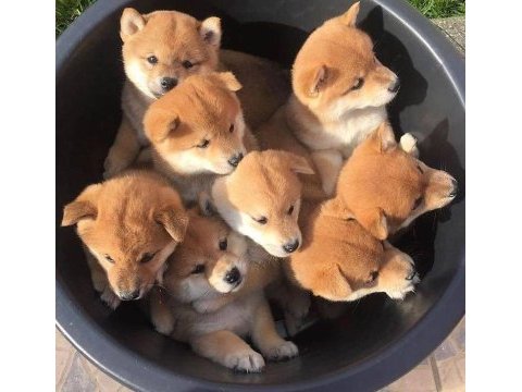 Akita inu yavrular evinizin neşesi olacaktır