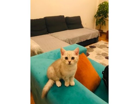 British shorthair salebimiz yeni yuvasını arıyor