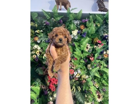Safkan poodle yavrularımız yeni yuvalarını arıyor