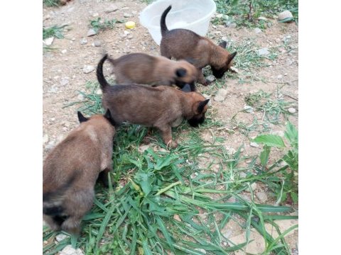 Belçika kurt köpeği