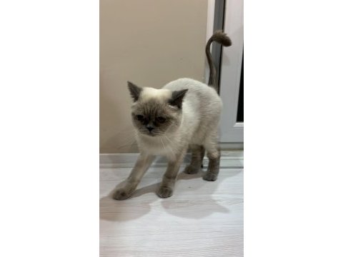 Uysal 2 british shorthair
