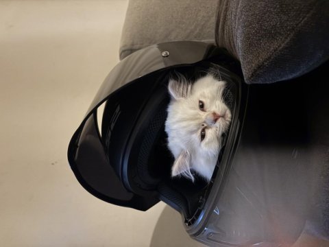 British longhair yavrularımız yeni sahiplerini arıyor