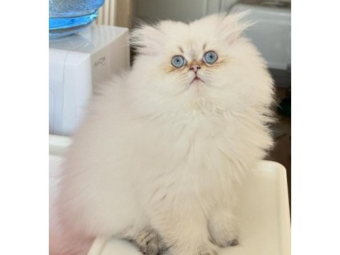 Şampiyon annenin british longhair şecereli ve çipli