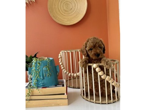 Cookie ve tarçının poodle bebekleri
