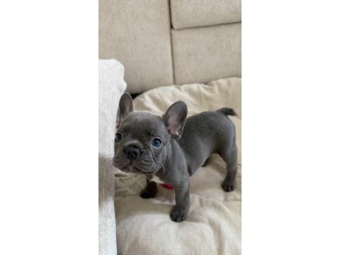 French bulldog bebekler
