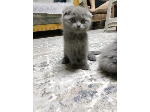 2 aylık scottish fold yavrularımız