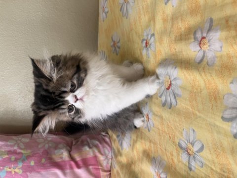 Tamamen ücretsiz kedimiz için ulaşın