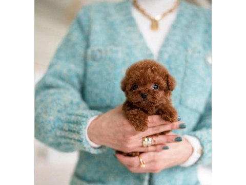 Süslü kızımızın mükemmel poodle yavrusu istanbulda
