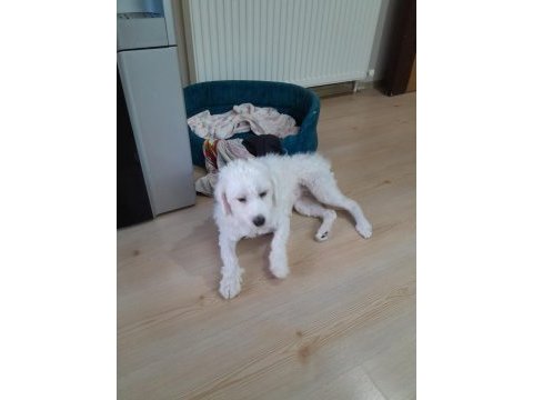 Maltese terrier 1 kasım 2022 doğumlu