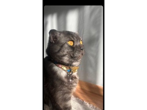 Scottish fold kedimiz ücretsiz