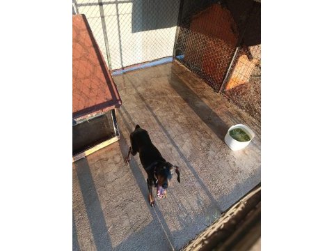 3 yaşında dişi doberman sahiplendirmek istiyorum