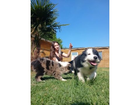Border collie yavrularımız