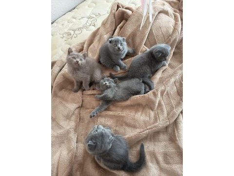 Sevgi dolu bebek kedilerim