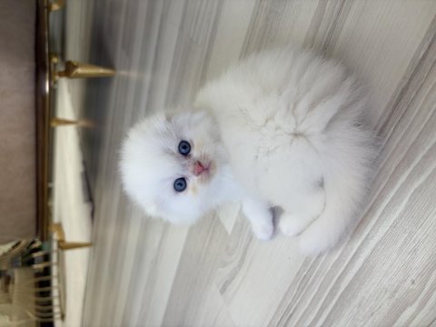 Bembeyaz mavi gözlü scottish fold yavrular