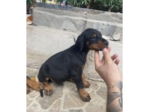Fci secereli dev adayı king doberman