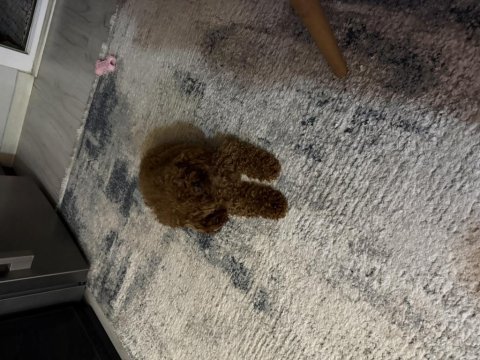 Kore teacup erkek poodle