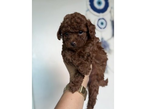 Teacup poodle
