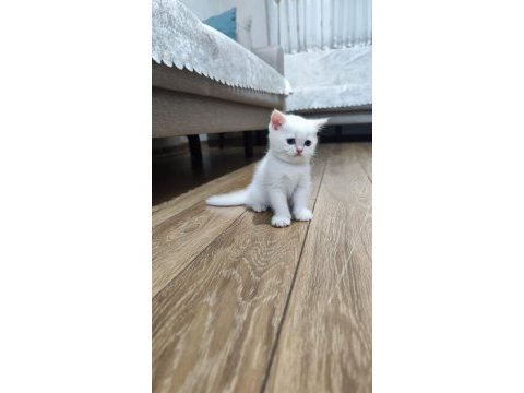 Kaliteli british shorthair