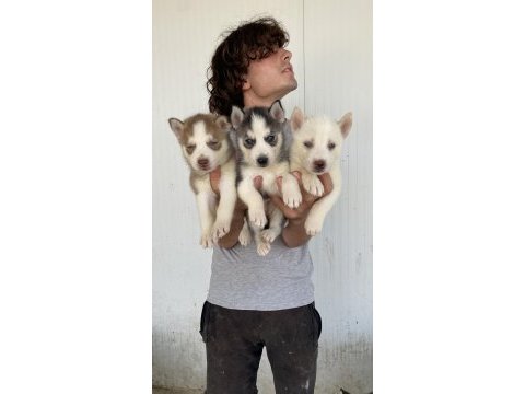 Her renk husky yavrularımız