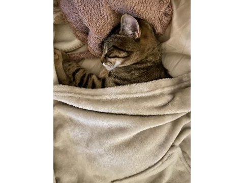 British shorthair tekir kırması 8 aylık erkek kedim