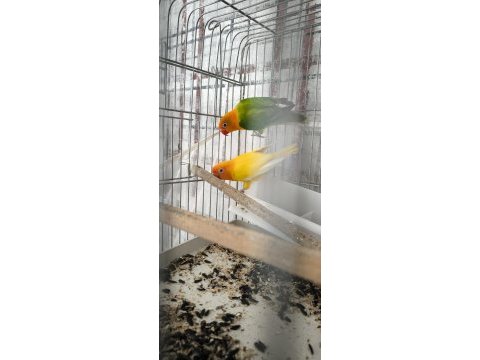 Green opal lutino çift ve lutino albino çift kuşlar