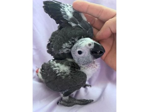 El beslemesi jako papağanı çok şeker