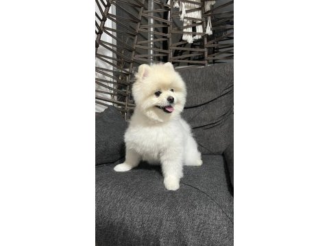 Akıllı eğitimli 11 aylık pomeranian bulutumuz
