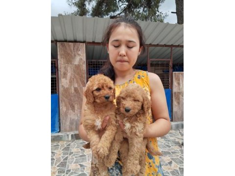 Standart poodle efsane bebekler