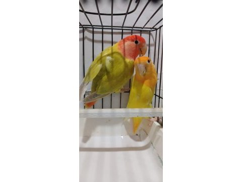 Yavru garantili hazır takım sevda papağanı opaline çift