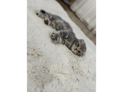 2 aylık yavru scottish fold erkek
