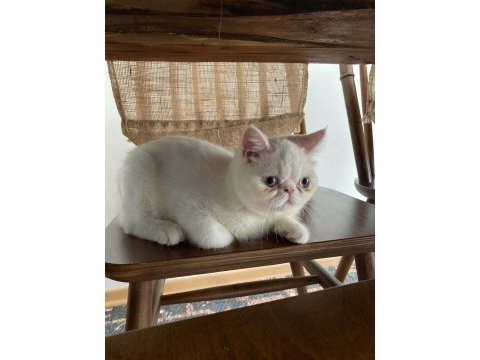 Kar beyazı exotic shorthair bebeğimiz