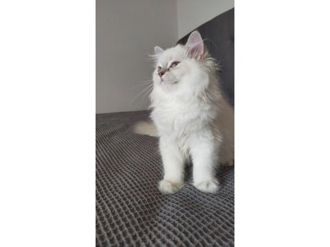British longhair ve scottish straight kedilerim