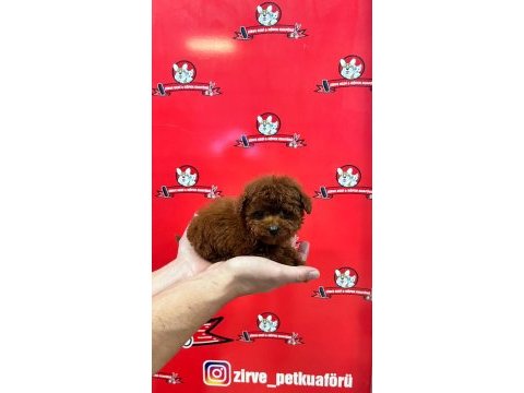 Teacup dişi toy poodle