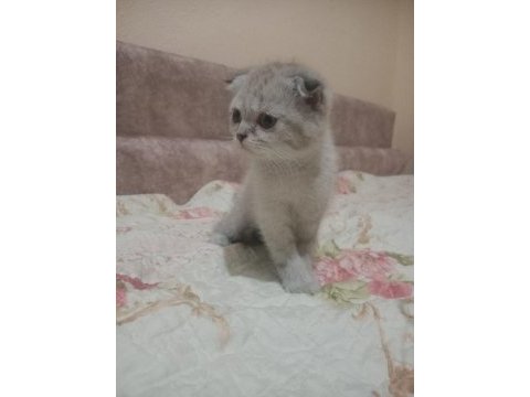 Çok tatlı scottish fold yavrularımız