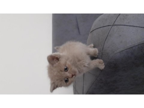 Satılık british shorthair 2 aylık