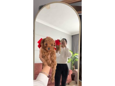 Sevimli kore toy poodle bebekler