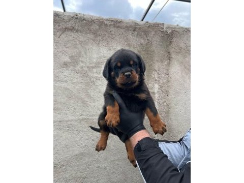 Safkan rottweiler yavrular