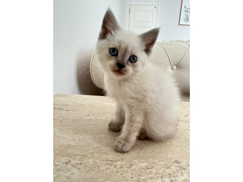 British shorthair blue point 45 günlük mavi boncuk