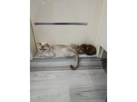 Ev ortamından sağlıklı yavru kediler
