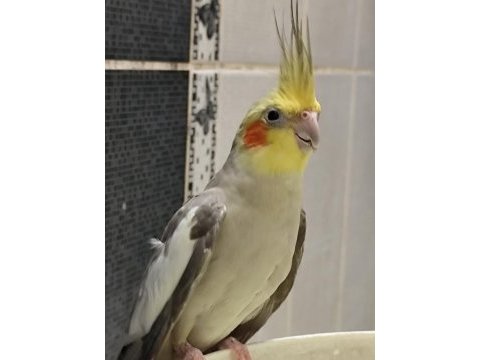 Sultan papağanı bakımlı