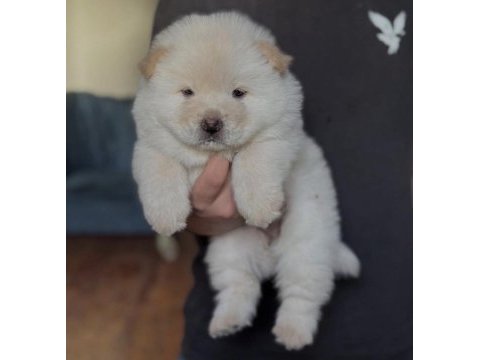 Çin aslanı köpeği