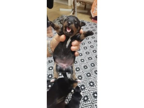 Minyatür pinscher