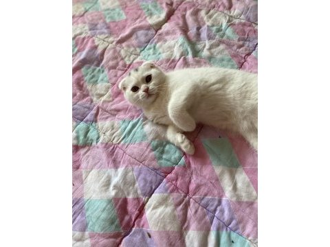 Scottish fold 3 aylık erkek karneli