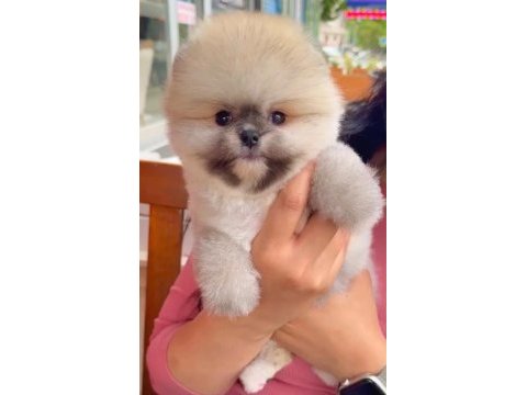 Sağlık ve ırk garantili pomeranian