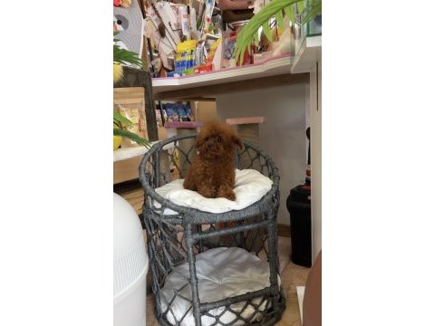 Koreden teacup dişi poodle yavrumuz