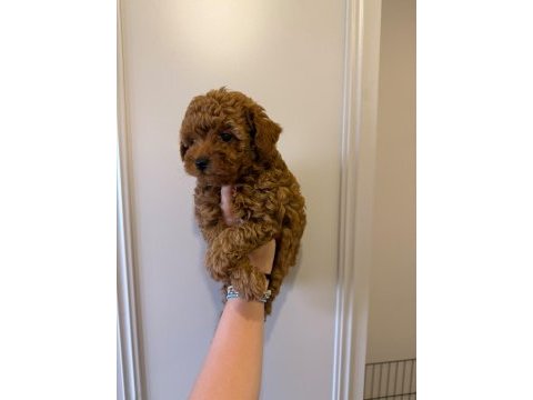 60 günlük mini poodle